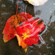 Illustration for article titled Shooting Challenge: Fall Leaves Gallery